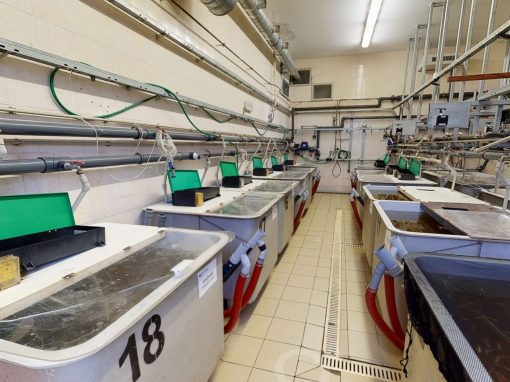 Experimentální rybochovné pracoviště a pokusnictví FROV